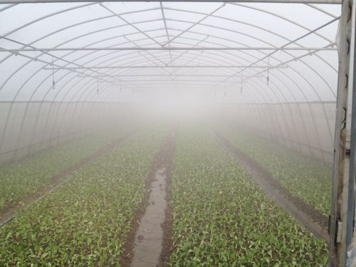 大棚膜防霧劑有什么作用？